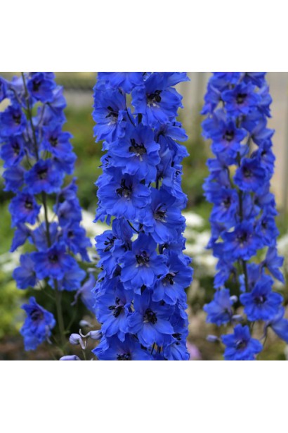 Дельфініум високий Меджік Фонтейн Дарк Блю Вайт Бі